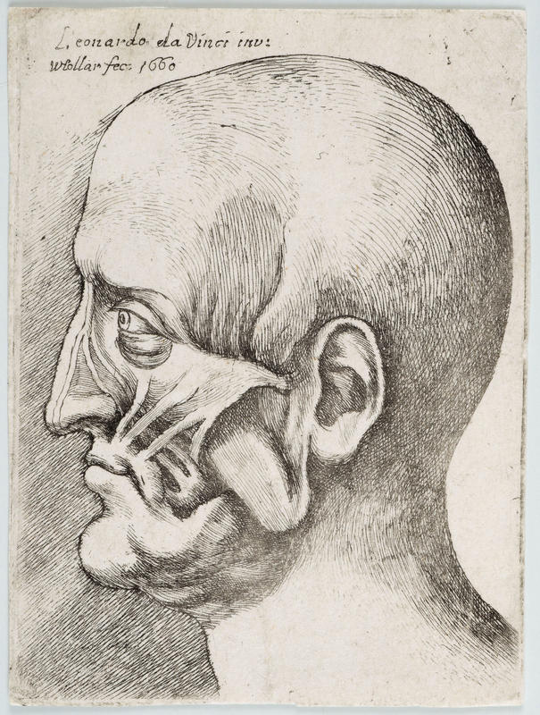 Anatomy