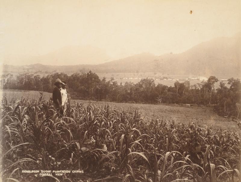 Hambledon Sugar Plantation, Cairns by Unknown artist