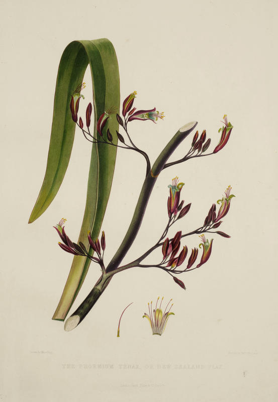 The Phormium Tenax, or New Zealand Flax by Martha King, Day & Haghe