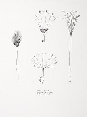 Peaceful Pacific Tools : Two Dusters and Two Fans by Christine Hellyar