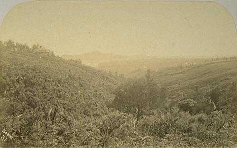 Near Auckland (Grafton Gully) by Daniel Manders Beere