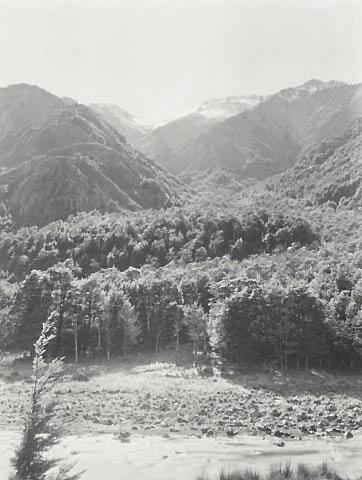 Birch Trees and Gully in the Raglan Range, almost opposite ACC House by Frederick Broadhurst