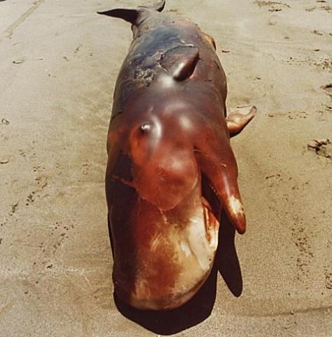 Whale Stranding at Muriwai Beach No.1