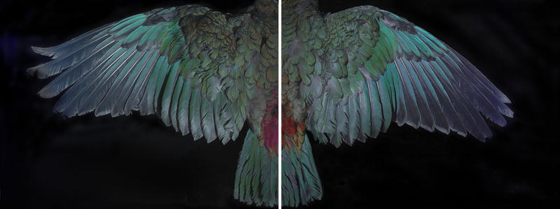 Davis Kea Wings (above) by Fiona Pardington