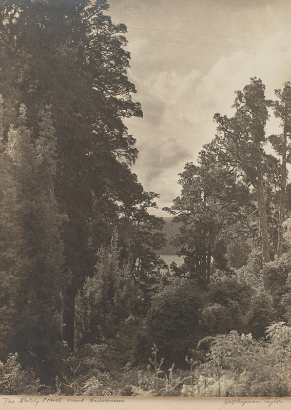 The Stately Forest around Waikaremoana