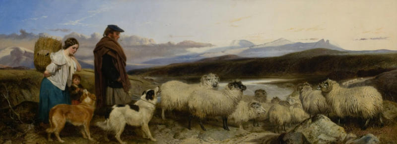 Highland Shepherd