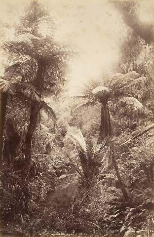 Waitakere Bush by George Valentine