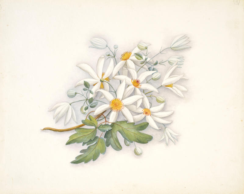 Puawhananga or NZ clematis – Clematis paniculata